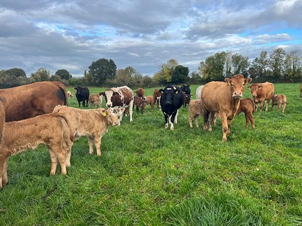 Autumn cows and calves at grass
