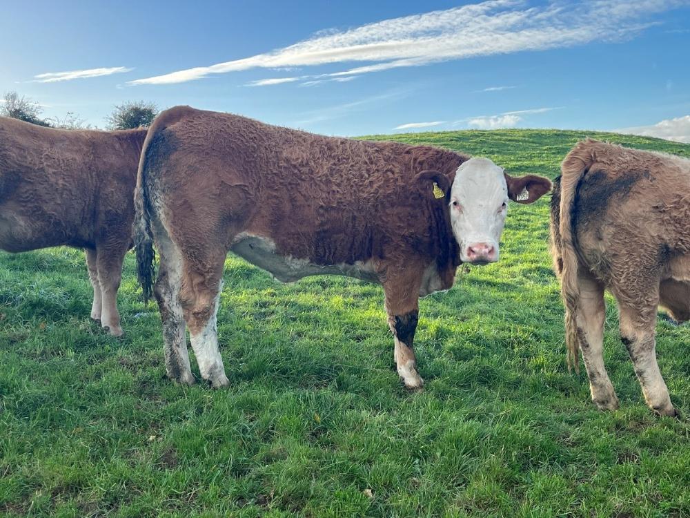 Breeding heifer
