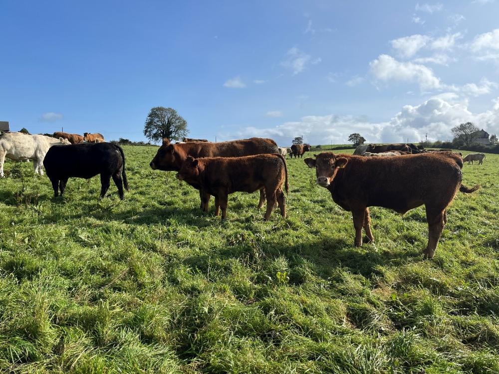 Spring herd grazing silage ground