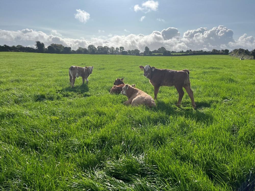 Autumn born calves at grass