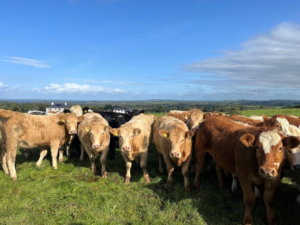 Store cattle at grass