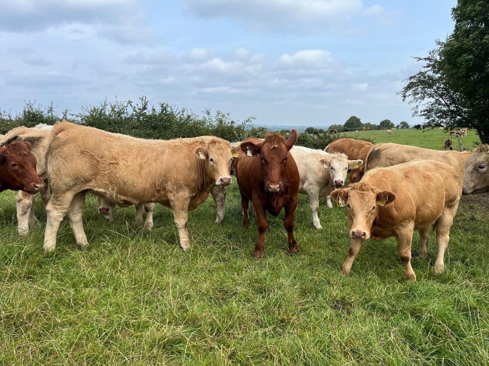 Store cattle at grass