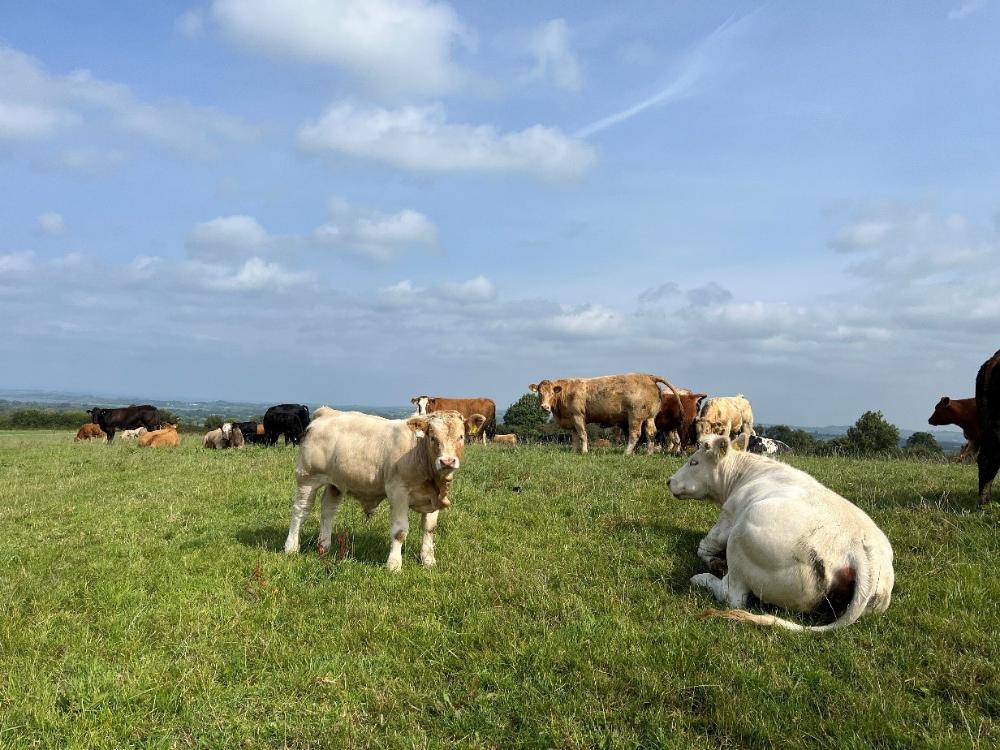 Bull weanling