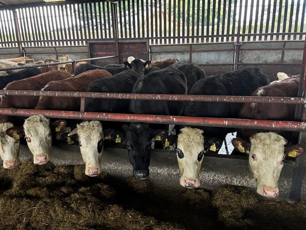 Finishing cattle