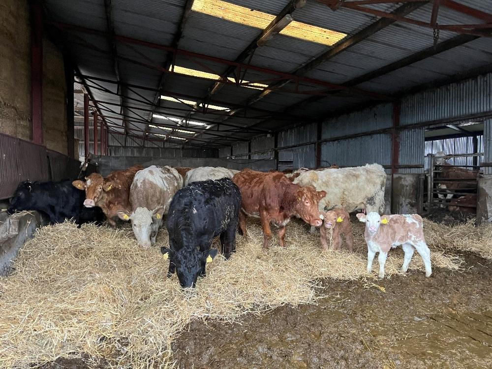 Freshly calved cows and calves