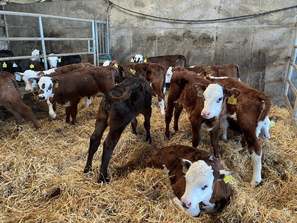 Dairy beef calves