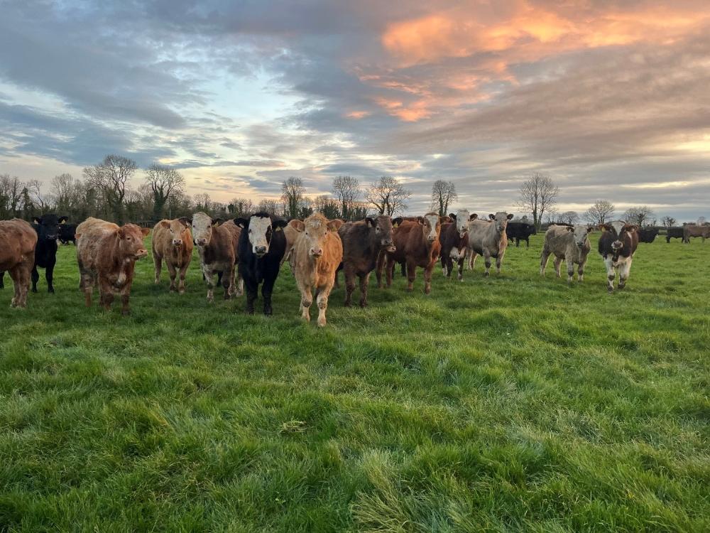 Bullocks at grass
