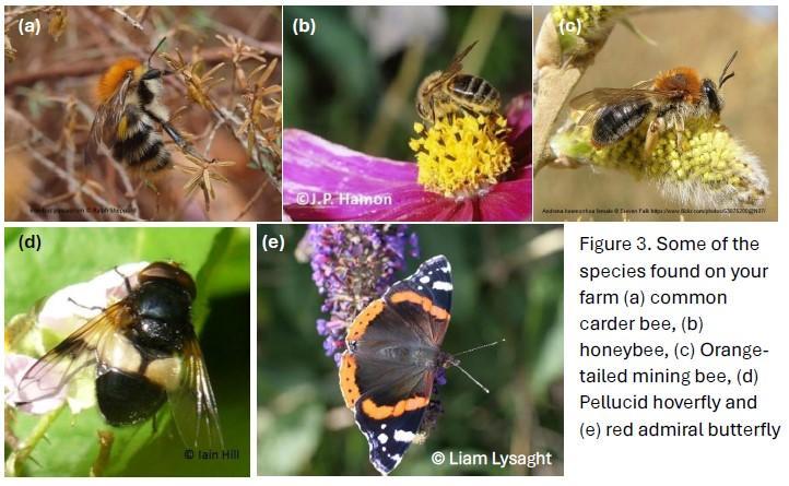 Pollinator species found