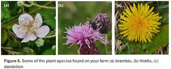 Plant species found on the farm
