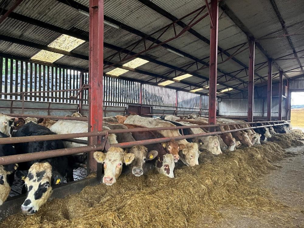 Cattle eating silage in shed