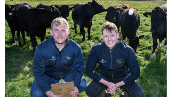 Dairy-beef: producing an in-spec carcass sooner