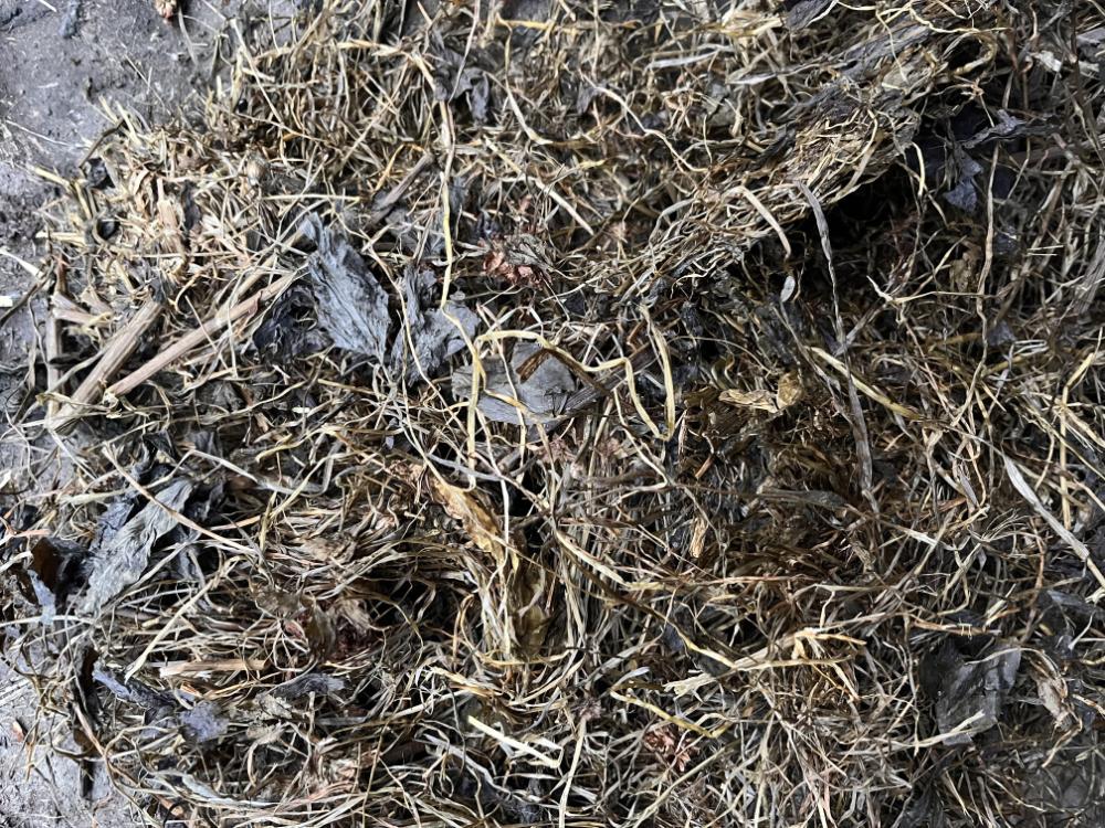 Red clover silage