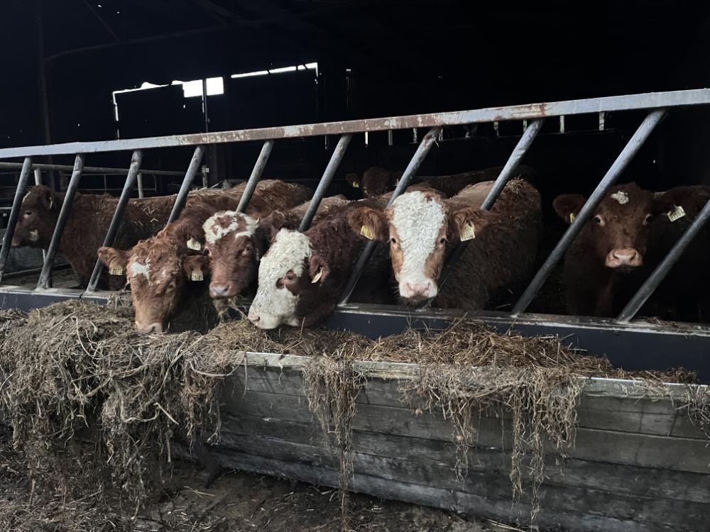 Bulls eating silage