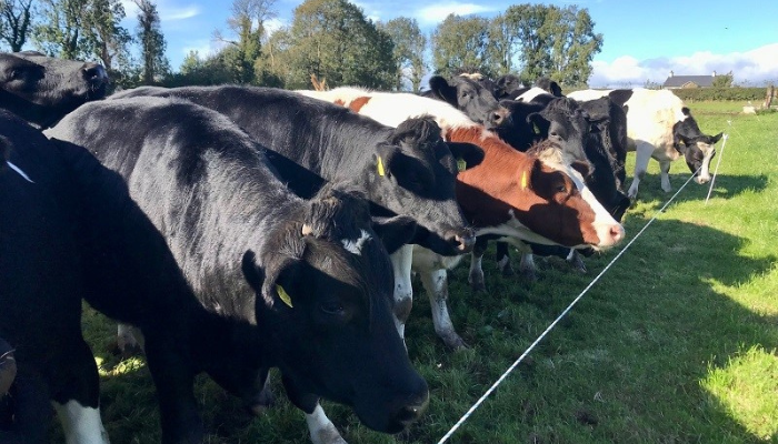 DairyBeef 500 Winter Update – JP Hammersley