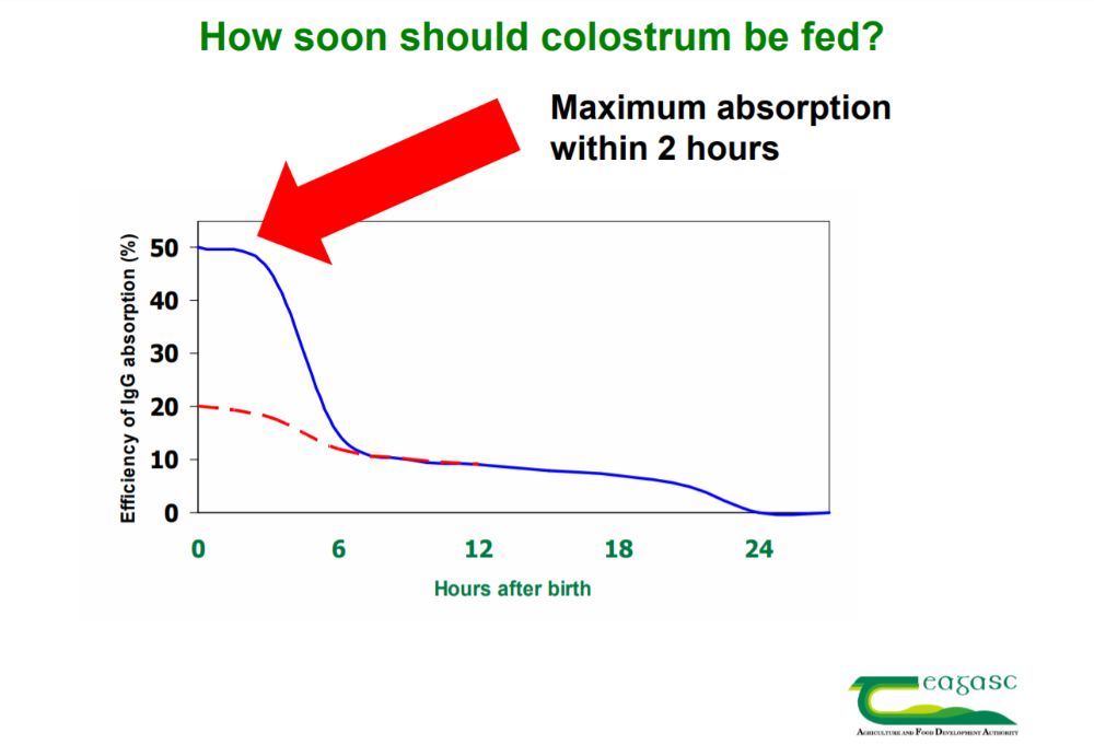 Importance of colostrum