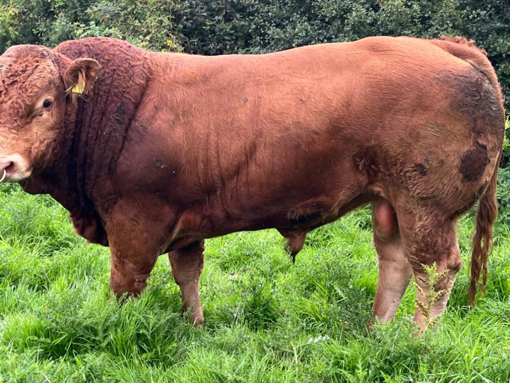 Stock bull