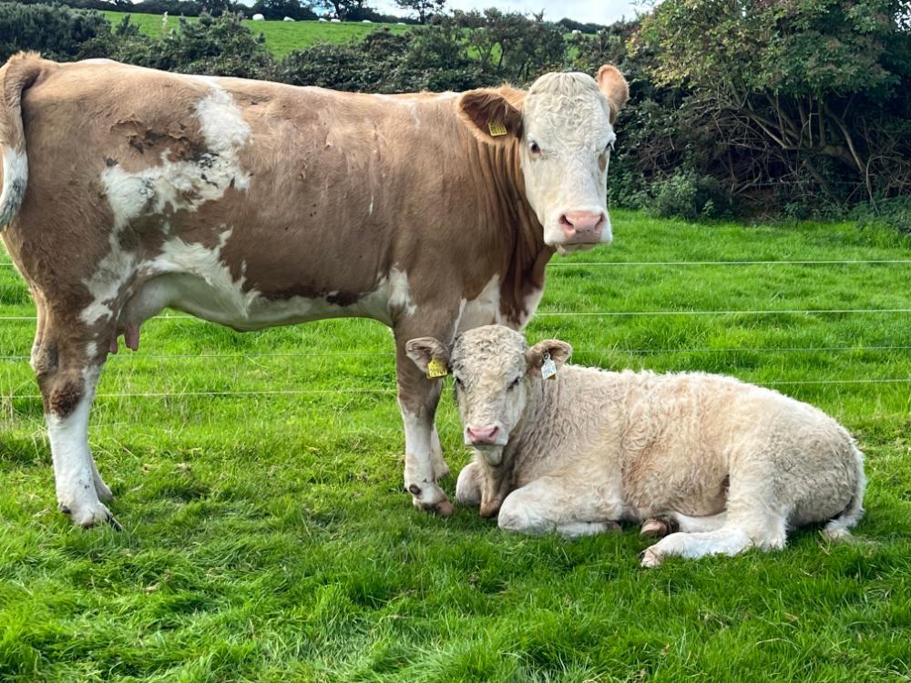Cow and calf pair