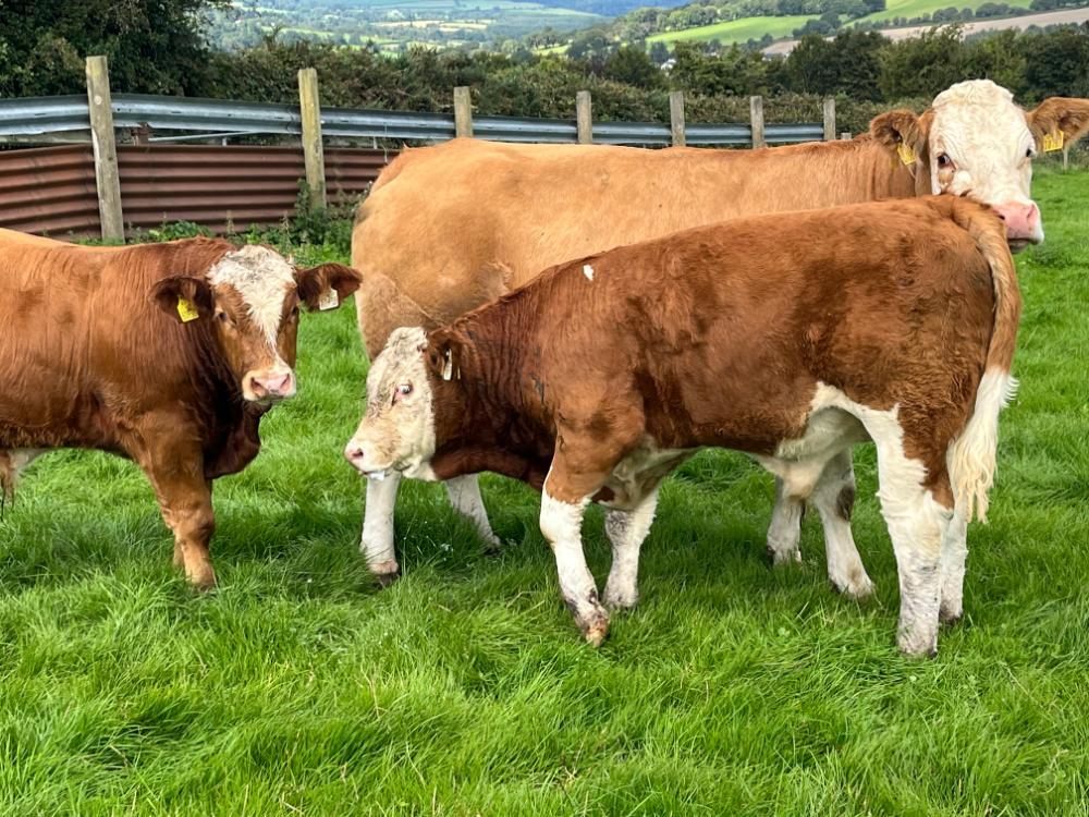 Calves on the farm