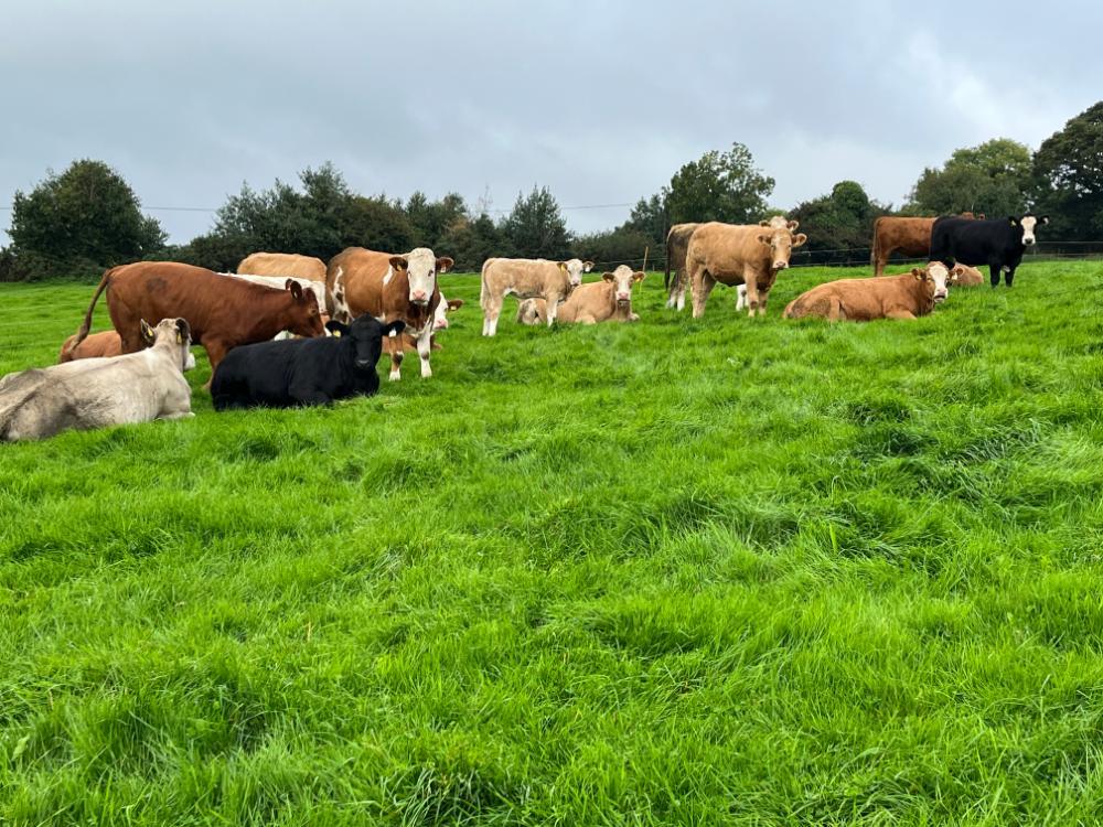 Cows and calves