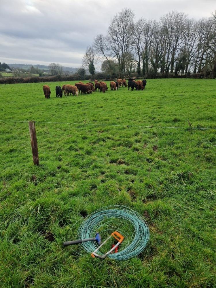 Weanlings out at grass