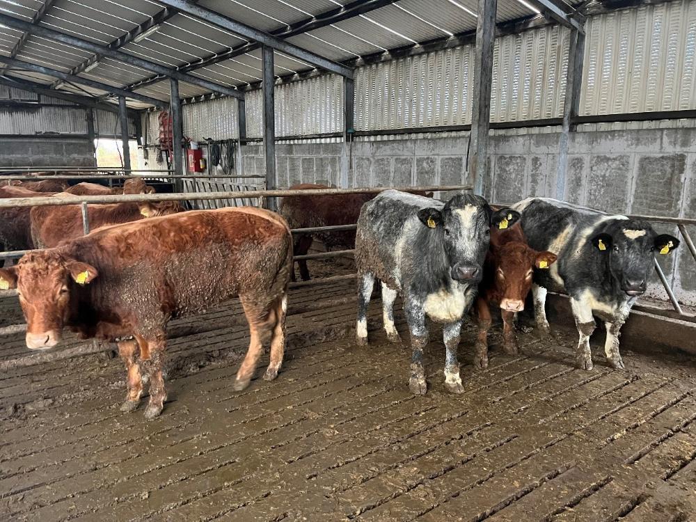 Finishing heifers
