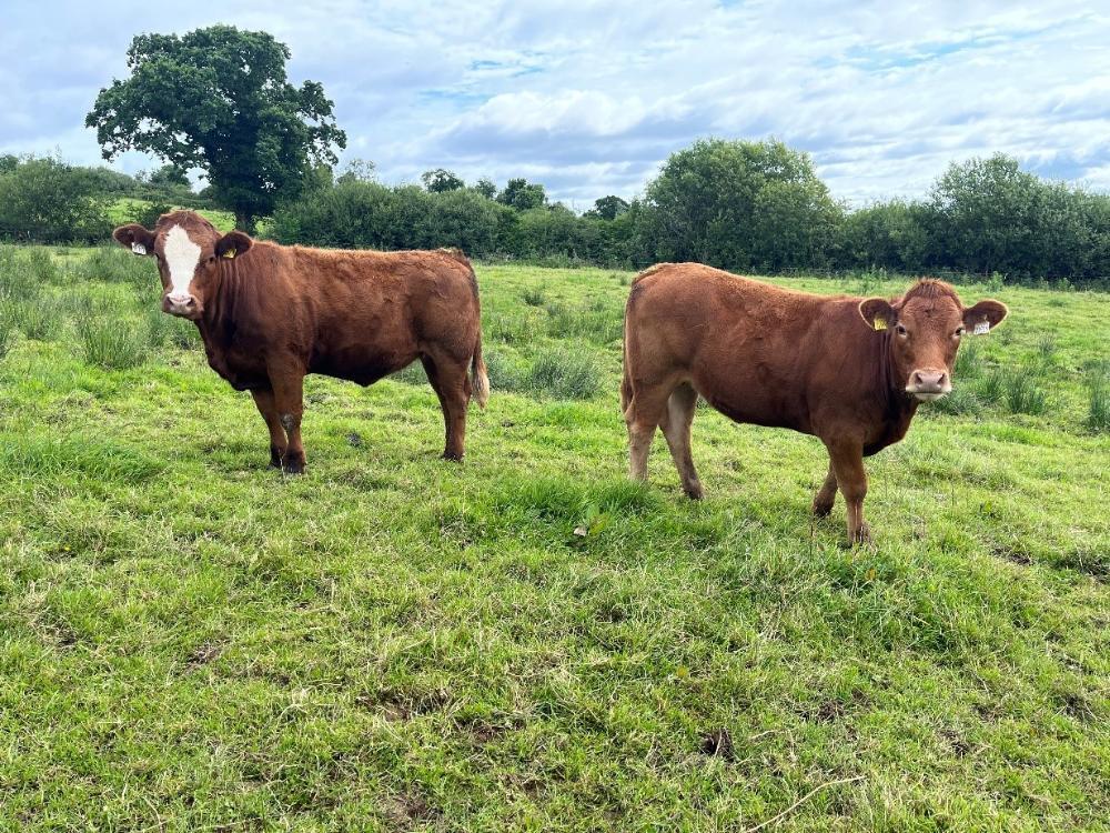 2 in calf heifers