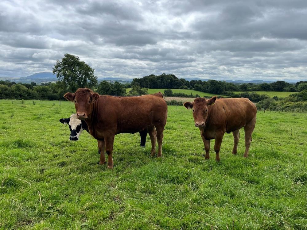 Finishing heifers at grass