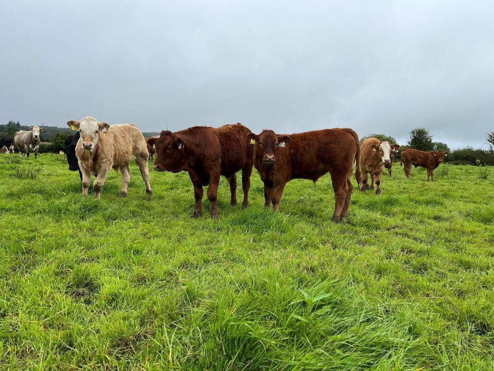 Weanlings grazing