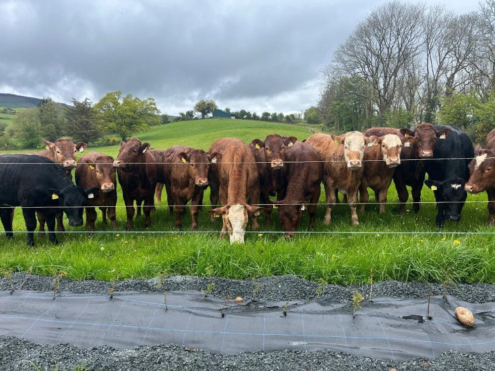 New hedge & yearling cattle