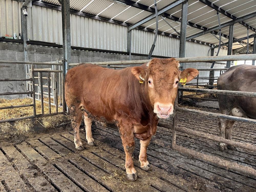 New LM stock bull