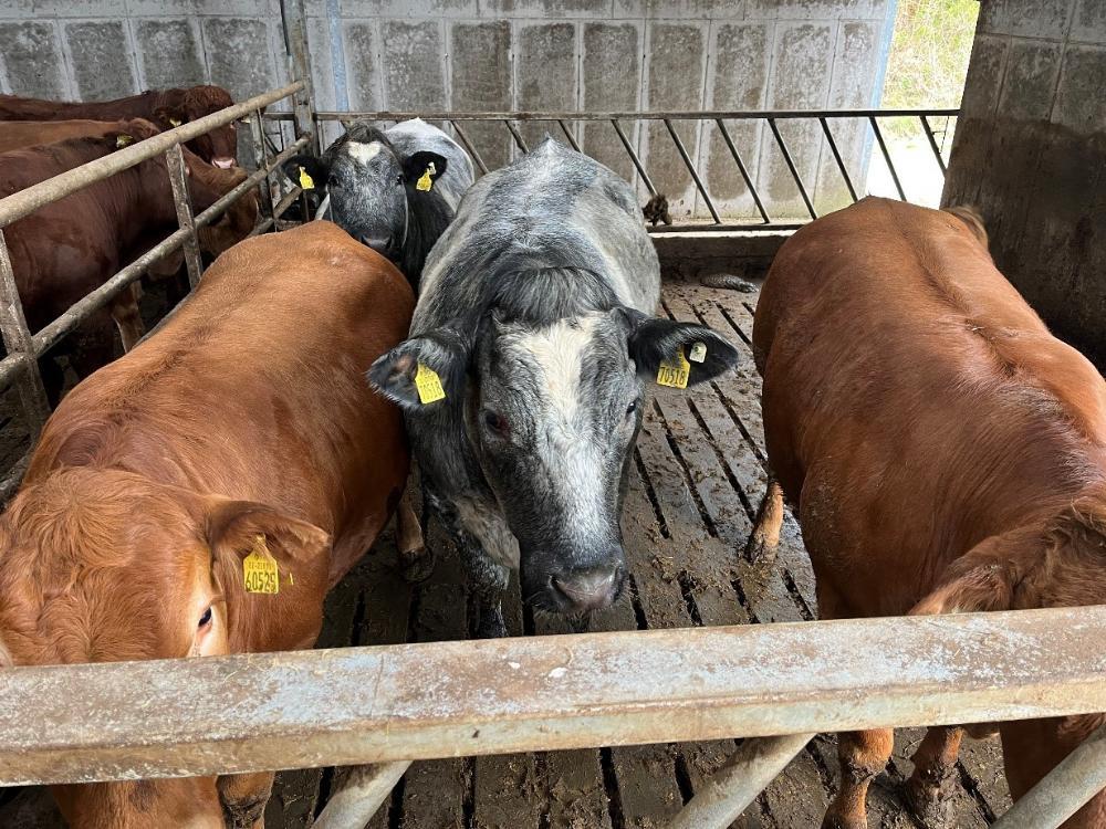Finishing heifers