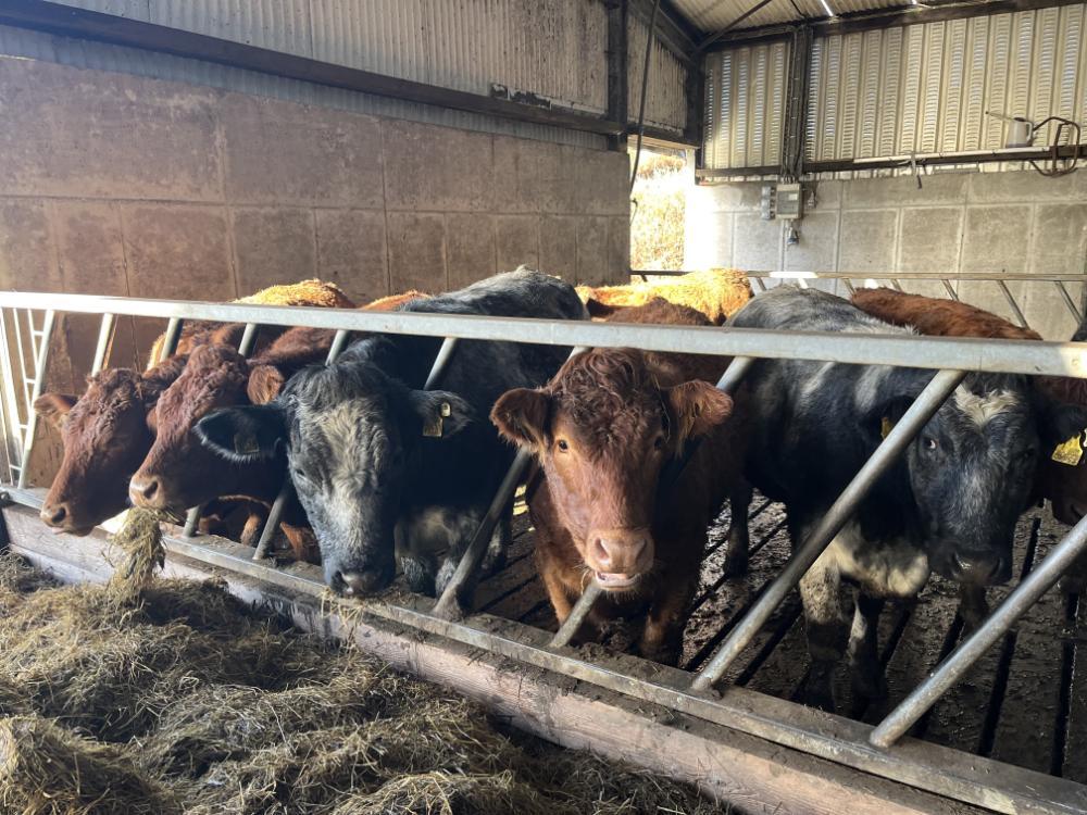 Yearling heifers eating silage in shed