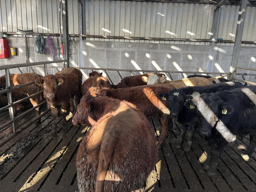 Weanlings in shed
