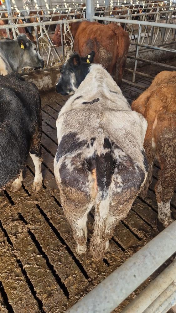 Thin cows penned separately for extra feeding