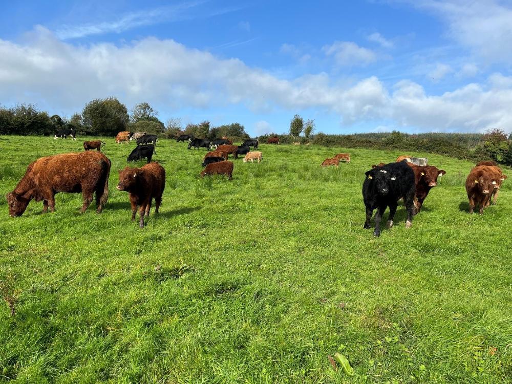 Weanlings at grass