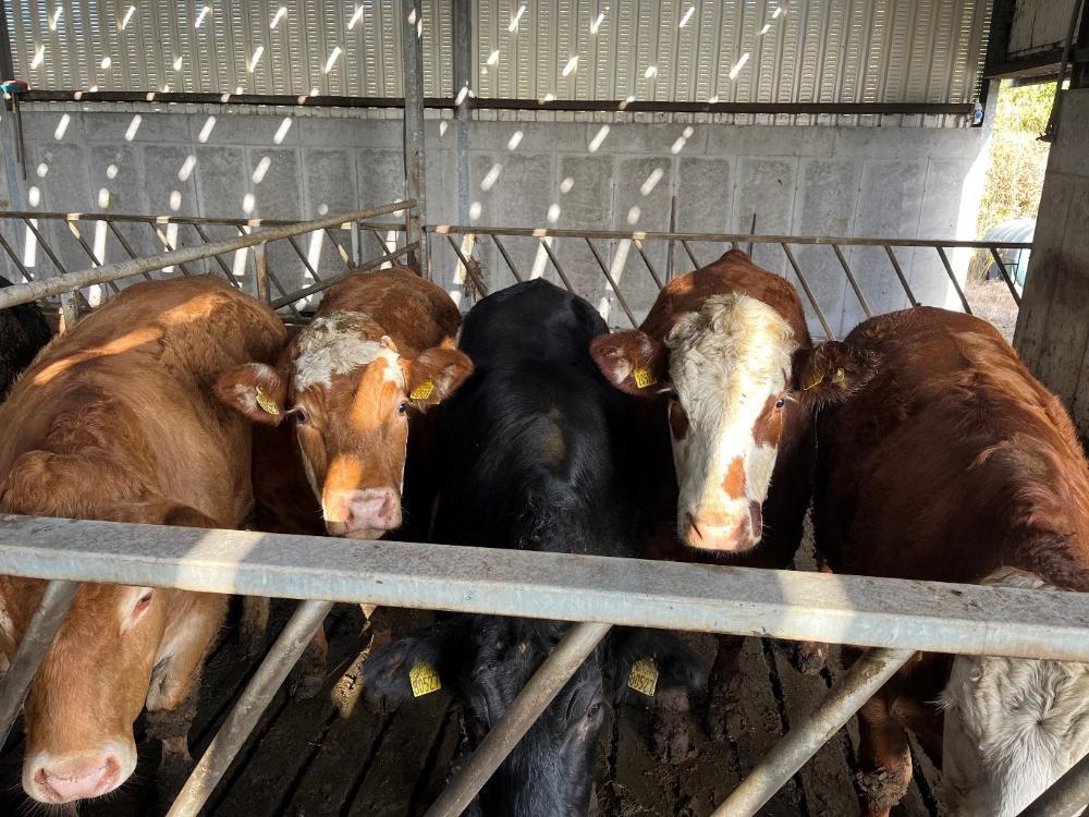 Finishing bullocks