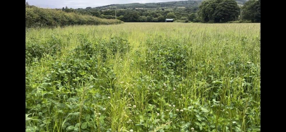 Red clover silage pre-cutting