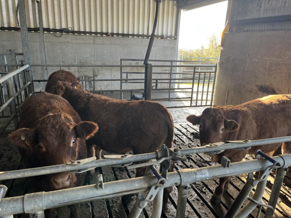 Yearling bullocks in shed