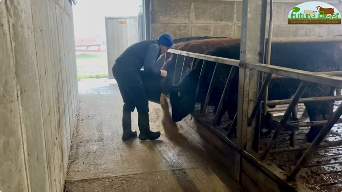 Watch: Finishing cattle with Future Beef farmer James Skehan