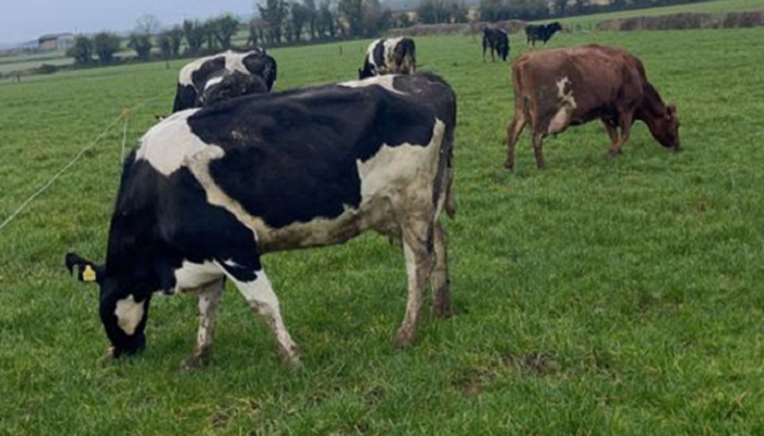 Grass 10 Featured Farmer: Joe and Michael Murphy