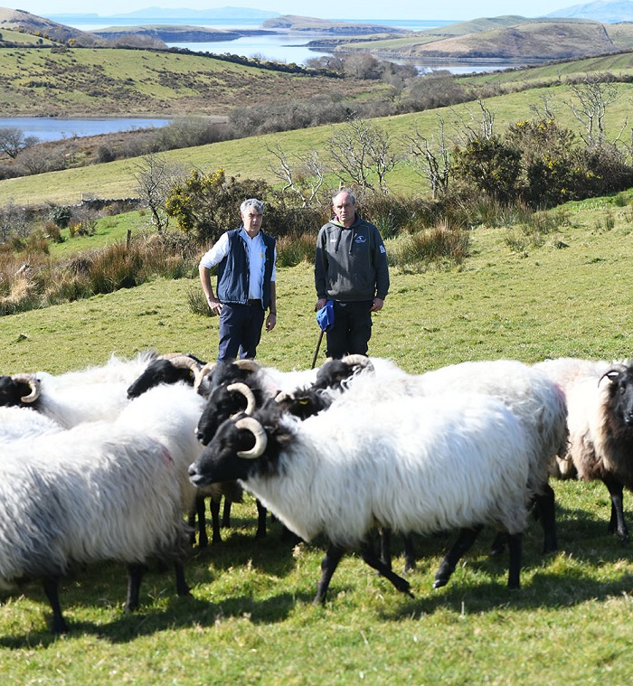 mayo blackface sheep