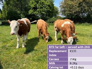 John Pringle - heifer 873