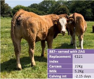 John Pringle heifer 887