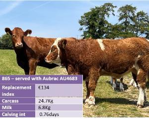 John Pringle woll heifer 865