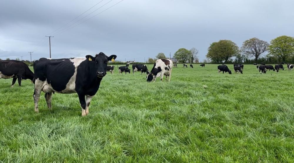John Ryan's cows May 3rd 2024