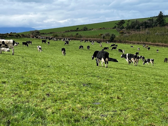 Silage out as growth recovers on Teagasc/Tirlán Future Farms