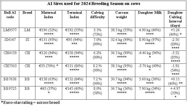 Bulls used on cows 2024