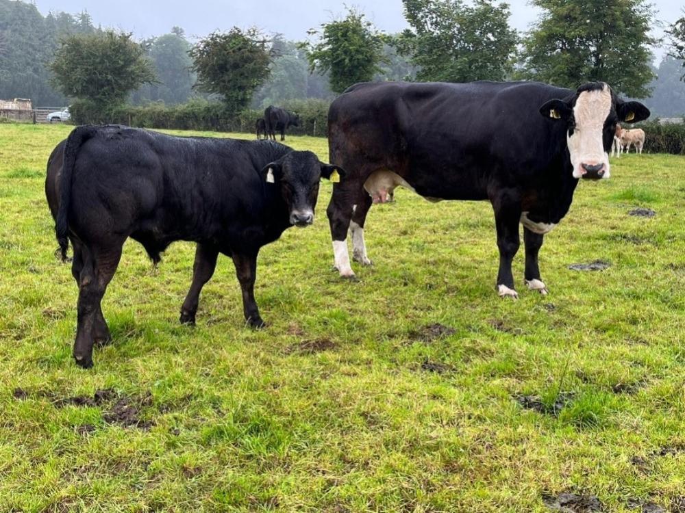 Cow with calf at foot