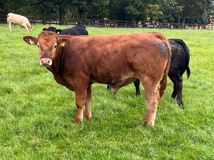 Bull weanling