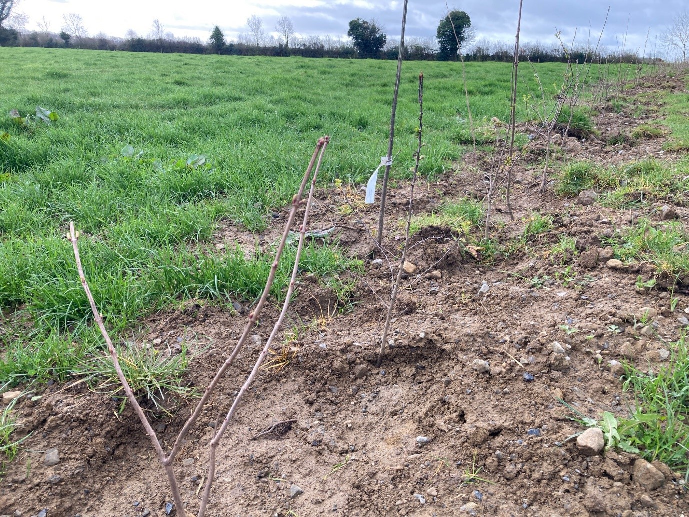 Hedge planting on the farm